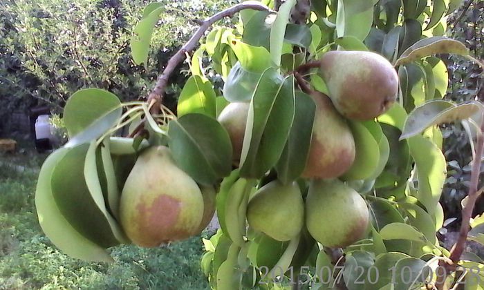 IMG_20150720_100928 - 02 Gradina