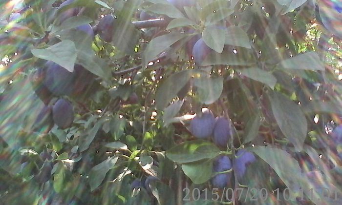 IMG_20150720_101101 - 02 Gradina
