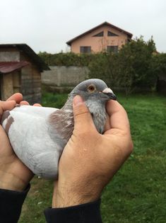 DEVOSUL-ORIG.NICOARA MIHAI; 0354415-2013-TATA LOCULUI 10 IN FINALA COLUMBODROM KASCADORU 2015
