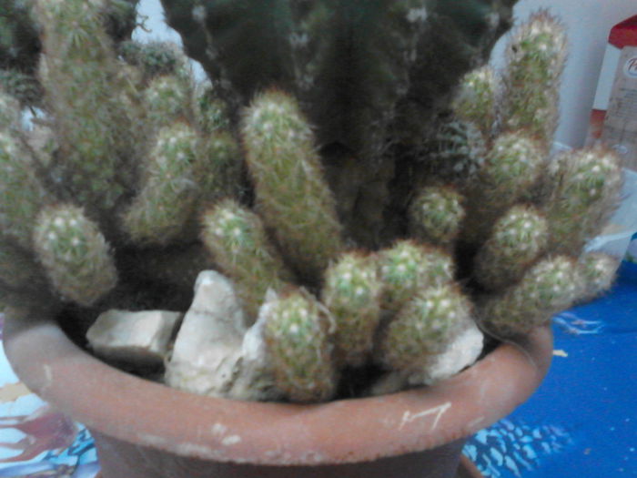 IMG_20151113_184055 - Cactusi