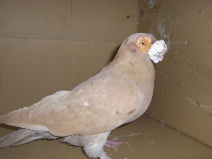 M -stilp al volierei