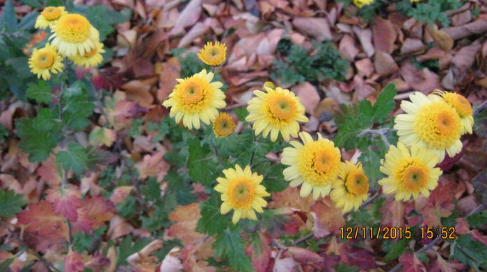 mult dorit; Multumesc mult, Madalina.
