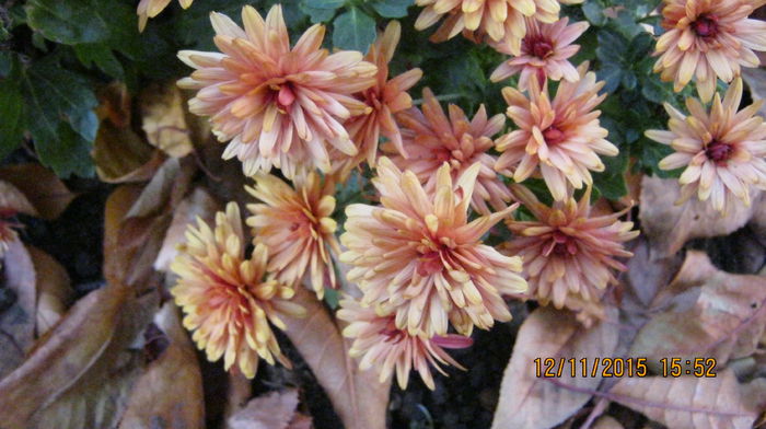 IMG_9827 - Crizanteme si tufanele