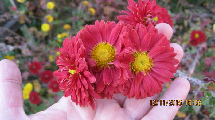 IMG_9865 - Crizanteme si tufanele