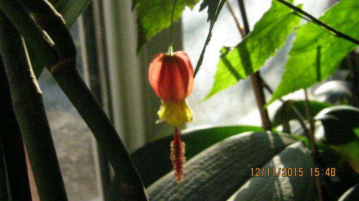 IMG_9813 - Abutilon