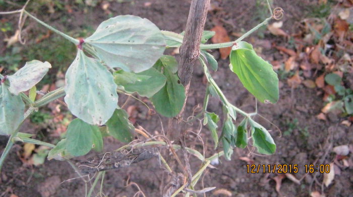 IMG_9872 - Lathyrus odoratus