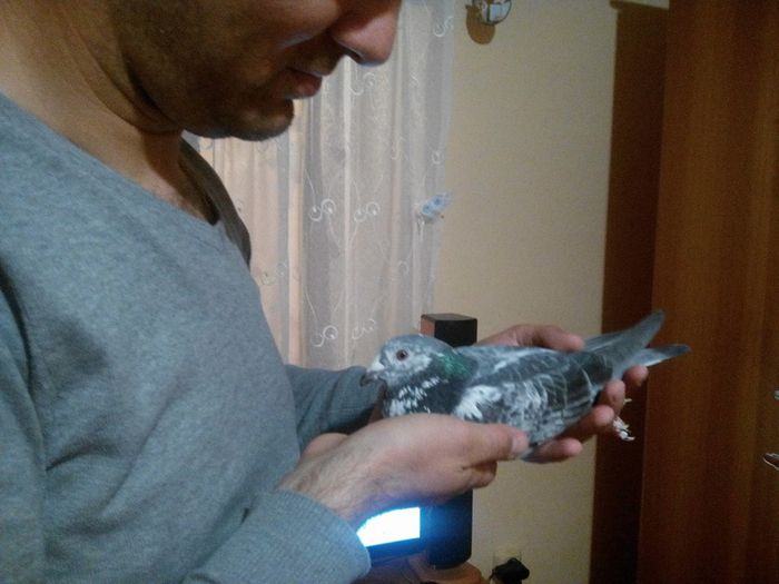 TONIK; MAMA-2211613-2012-ANTONIK 
LOCUL 2 EXPO 2015 MARATON FCI
