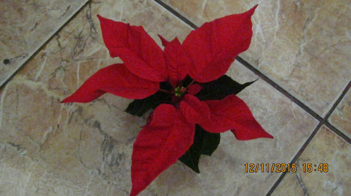 IMG_9812 - Poinsettia