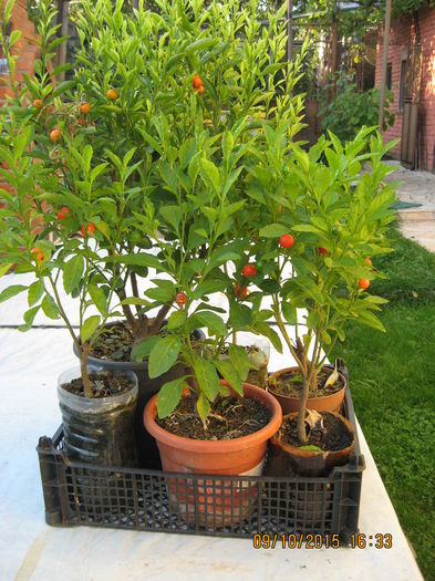 Picture 4765 - Solanum Pseudocapsicum