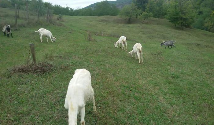 la iarba; ce mai gasim si noi ca anul asta e pe duca
