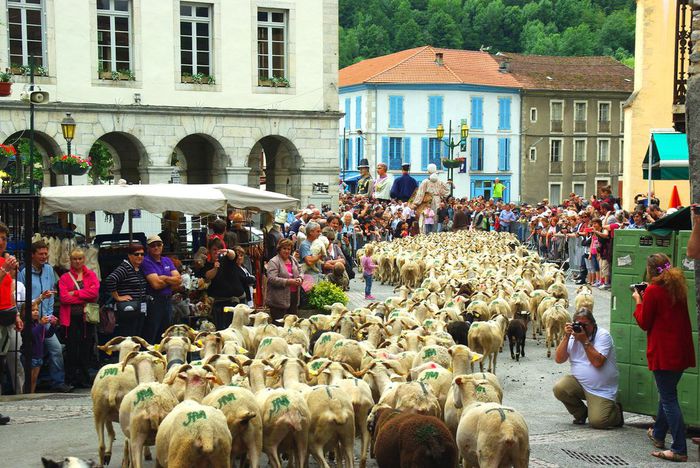 Cu oile prin oras-u76 - RASE DE OI SI CAPRE-POZE DEOSEBITE 9