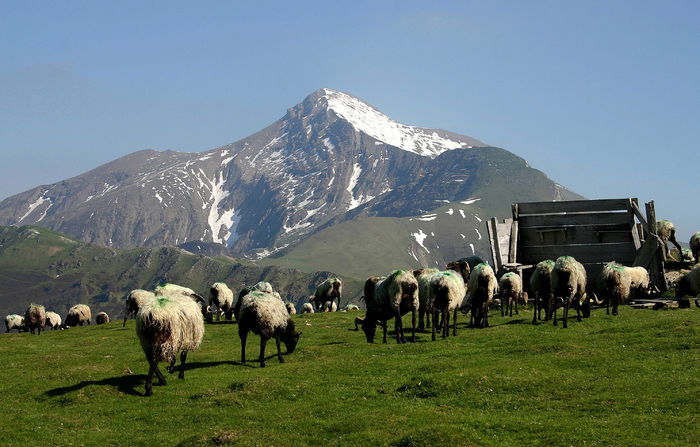 Frumoase oi si munti