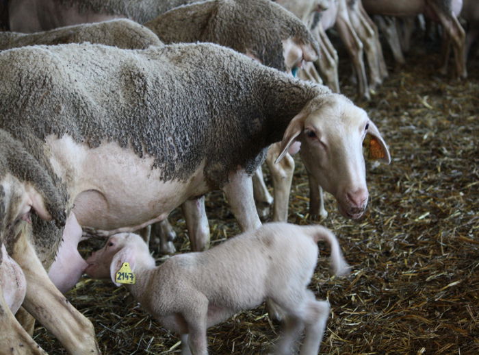 Mieluselul care inca suge - RASE DE OI SI CAPRE-POZE DEOSEBITE 9