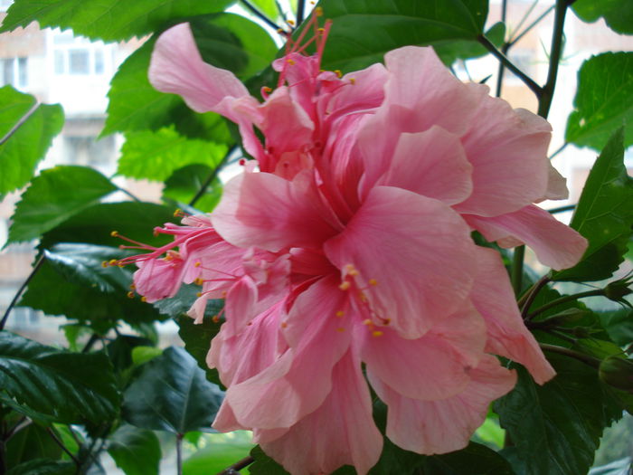 DSC01864 - Hibiscus Kona