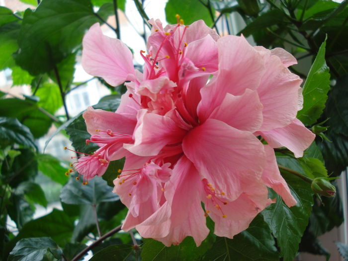 DSC01866 - Hibiscus Kona