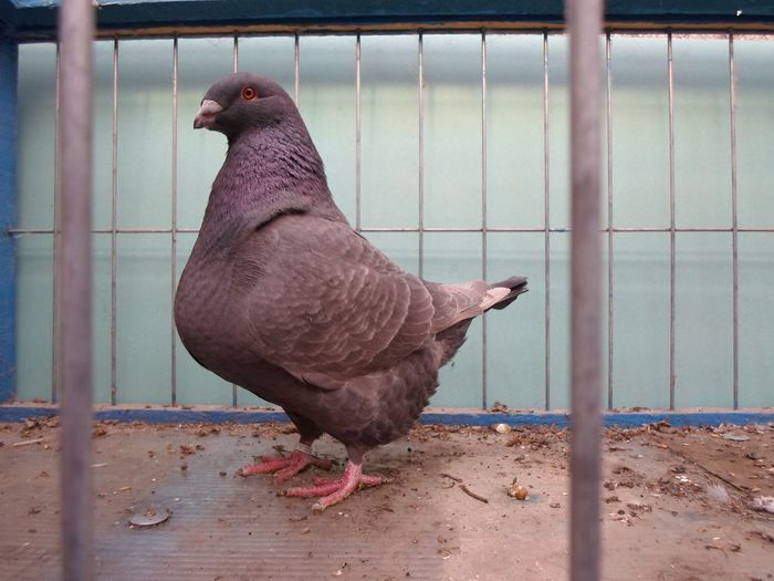 Femela 2015,Q2 (mama Q, tatal W)