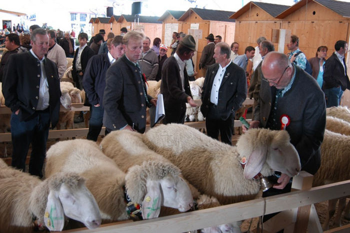 Oile Bergschaf la o expozitie