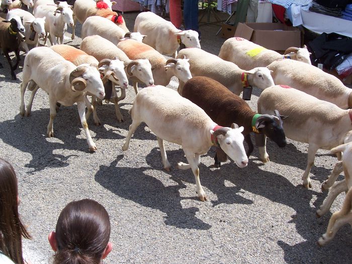 Oitele spaniole pe drumuri-9233