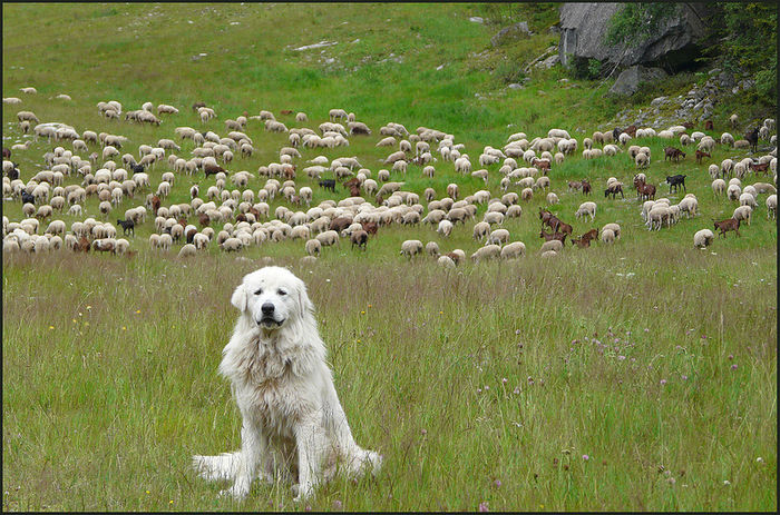 Pazitorul si oile-8cn