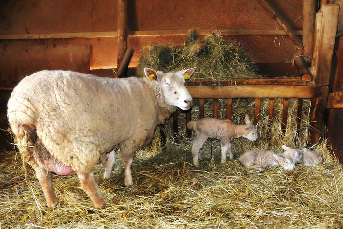 Trei mielusei cuminti-7xv