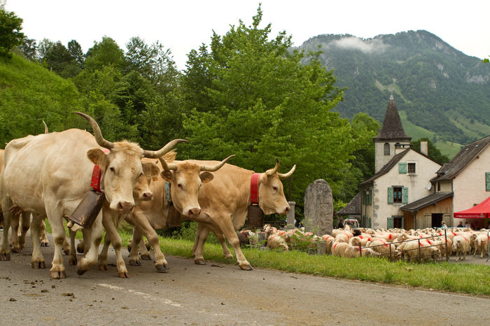 Vacutele Aubrac pleaca la munte - RASE DE VACI DEOSEBITE
