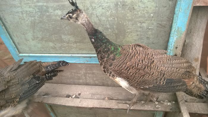 WP_20151110_001 - Paunii mei