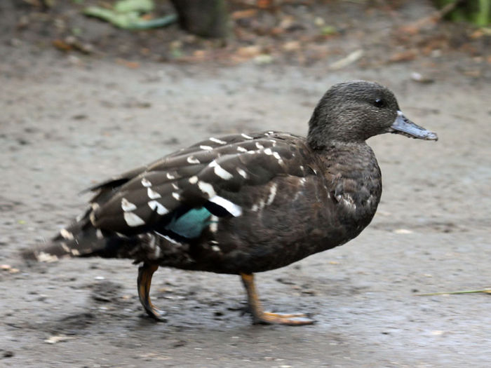 africanblackduck - Pasari in lume