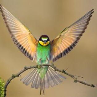 52753_ac7136554a5d39d2199177928c56c7ae_mdsq - BIRDS