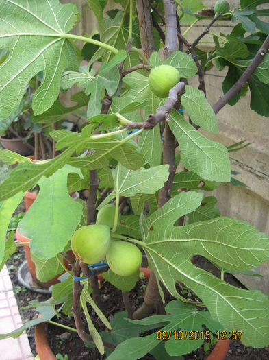 Picture 4760 - Smochinii 2014 - 2019