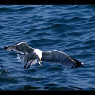 52988_22f13c193489805500ca25fa0af47bb7_mdsq