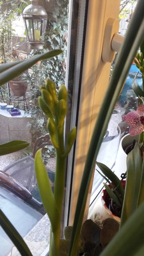 20151113_082745 - orhidee in colectie