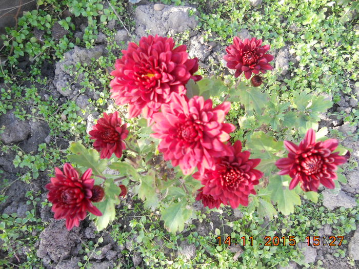 DSCN4851