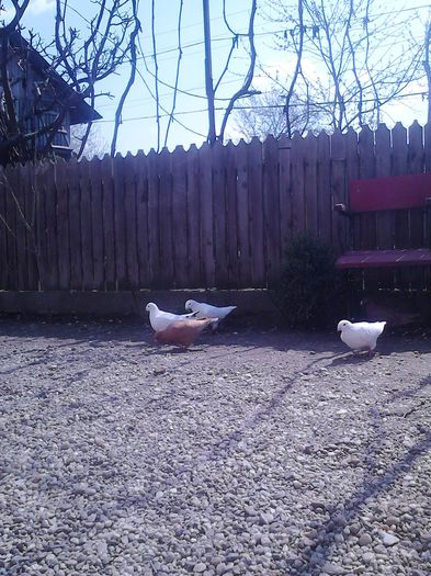 IMG01414 - porumbei ---- 2015