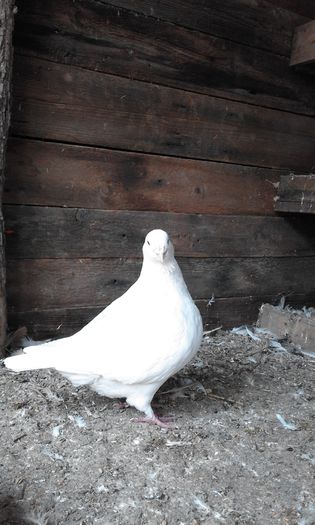 Picture 002 - porumbei ---- 2015