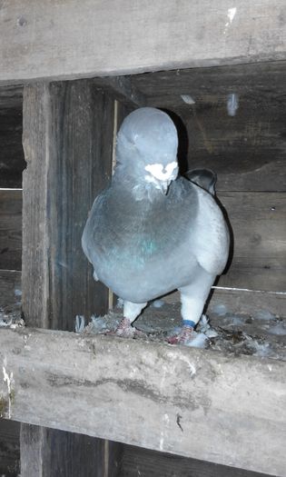 Picture 003 - porumbei ---- 2015