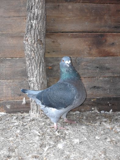 Picture 005 - porumbei ---- 2015