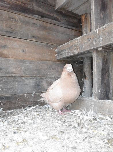 Picture 008 - porumbei ---- 2015