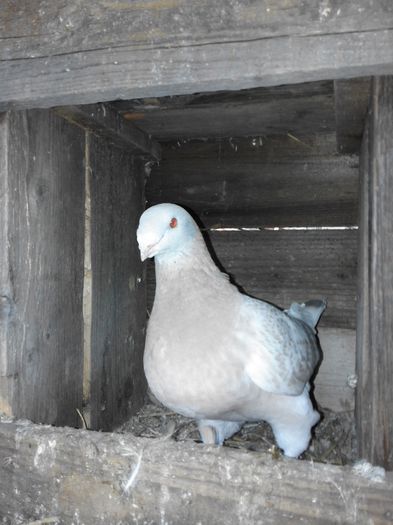 Picture 009 - porumbei ---- 2015