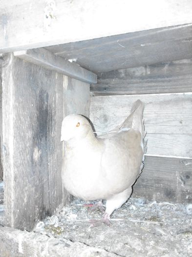 Picture 010 - porumbei ---- 2015