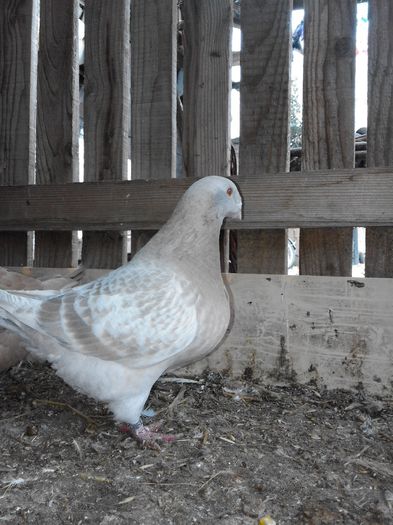 Picture 011 - porumbei ---- 2015