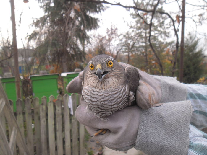a intrat in voliera fazanilor - DE PRIN NATURA