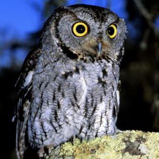 52997_7f24dd3db99787e4ad4dd464f00dbac5_mdsq - BIRDS