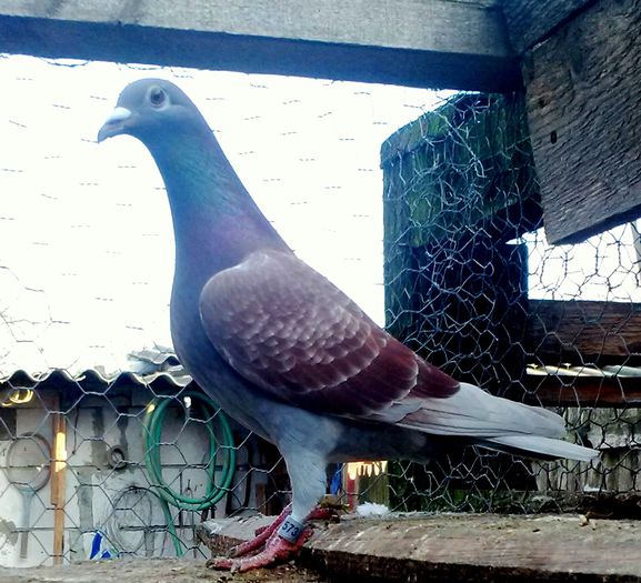 ; Fica 0312245 M norma viteza-demifond-2014-2015 si 0095602 zburata 10 fonduri si 6 maratoane
