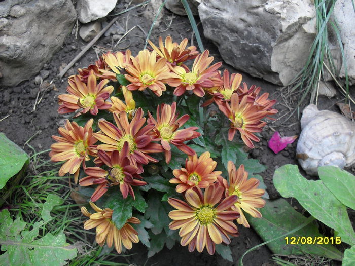 SDC13775 - Crizanteme