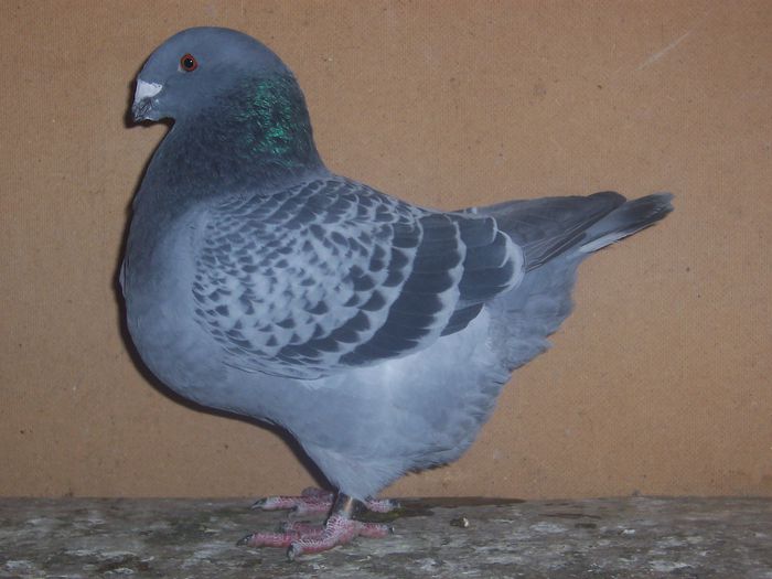 100_3580 - A--MATCA AMERICANI GIANT HOMER