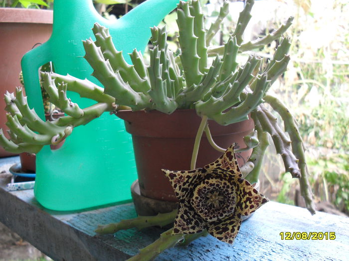Stapelia variegata - Cactusi si suculente