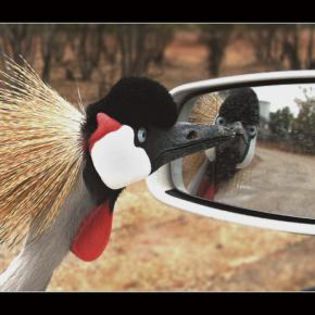 53269_6f4ea6035dd397fa70bf786a435d8742_mdsq - BIRDS