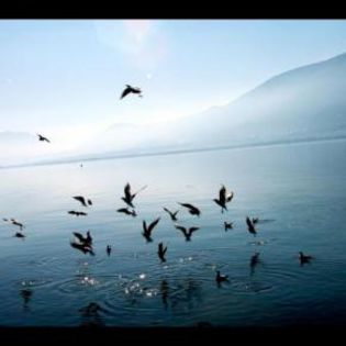 53628_d84f9458ec29fab59e6bfca8fc45bef0_mdsq - BIRDS