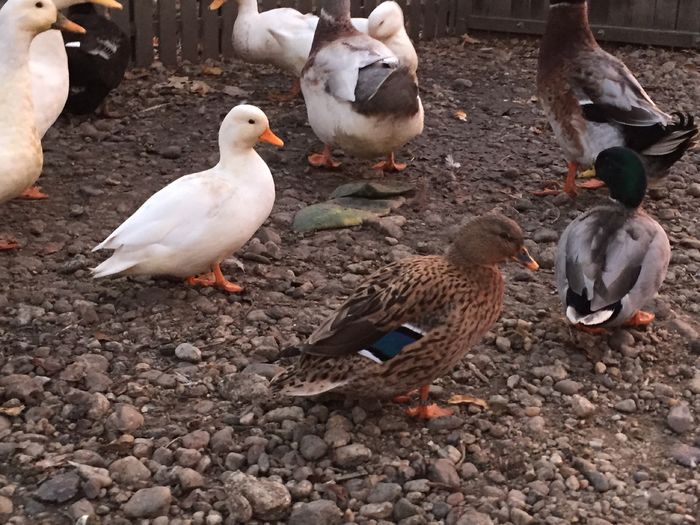 IMG_2373 - Rate pitice