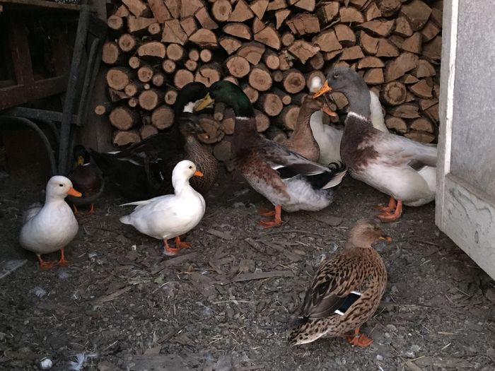 IMG_2380 - Rate pitice